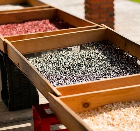 Native corn in Mexico