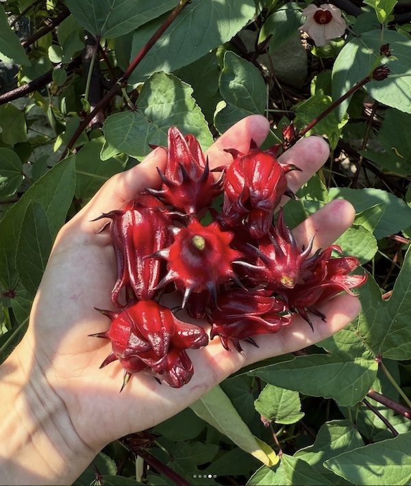 Este Garden's Flor de Jamaica.png