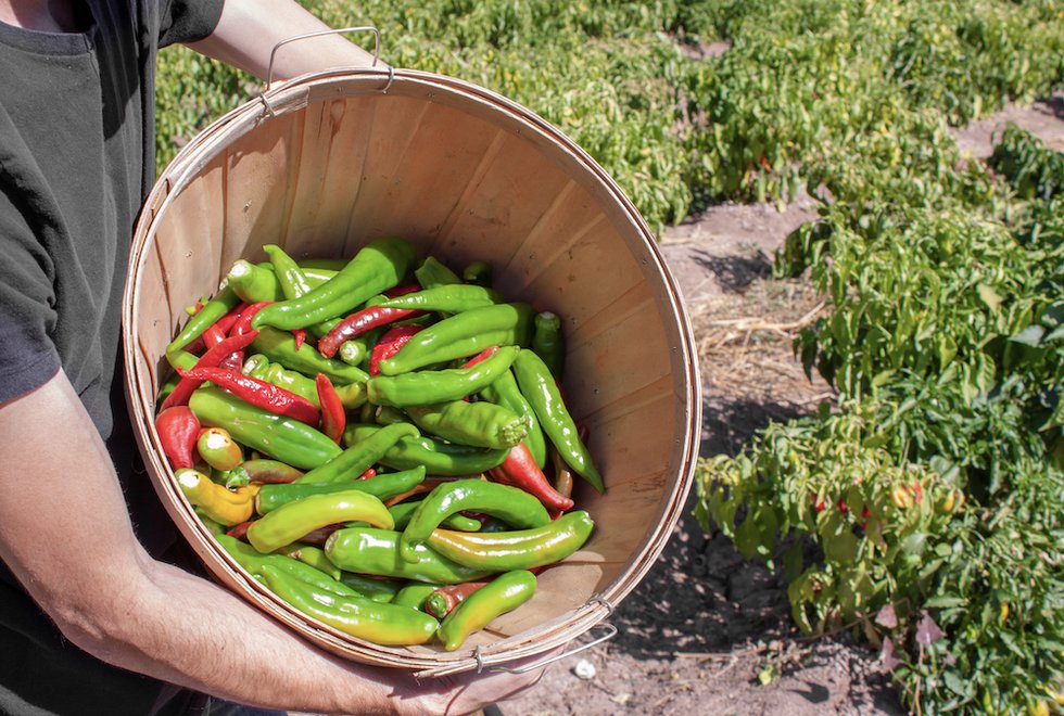 Hatch Chile Main Pic.png