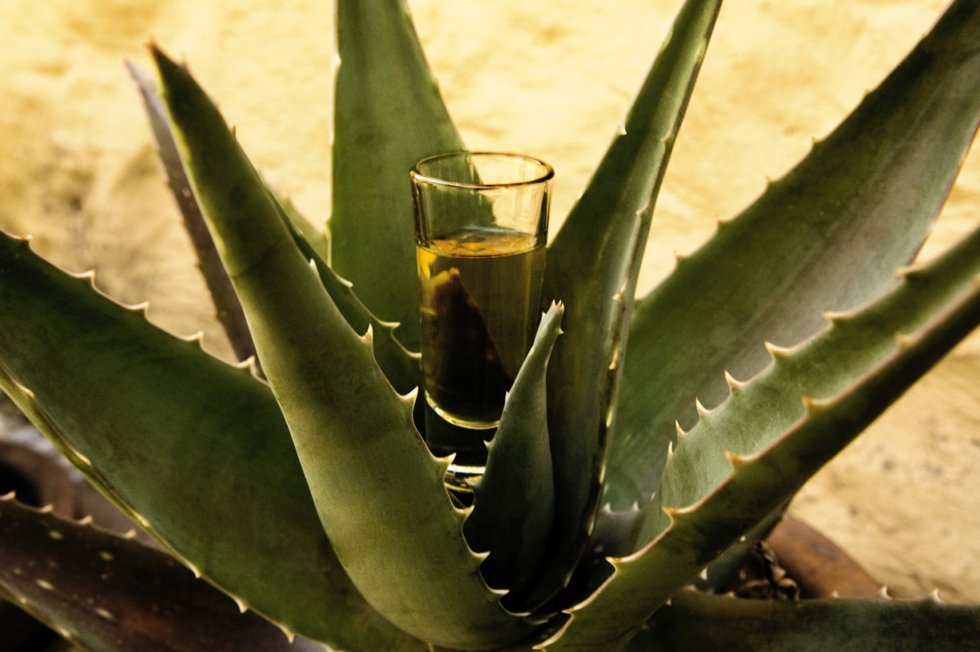 Foto del mezcal